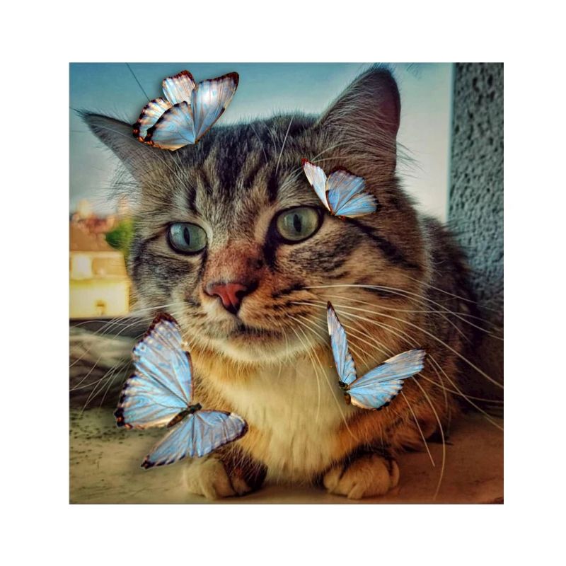 Schönste Katze der Welt Nr. 2