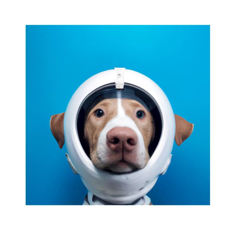 Chien dans l’espace