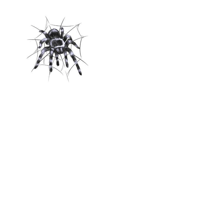 Tarantula large spider with spider web thread
