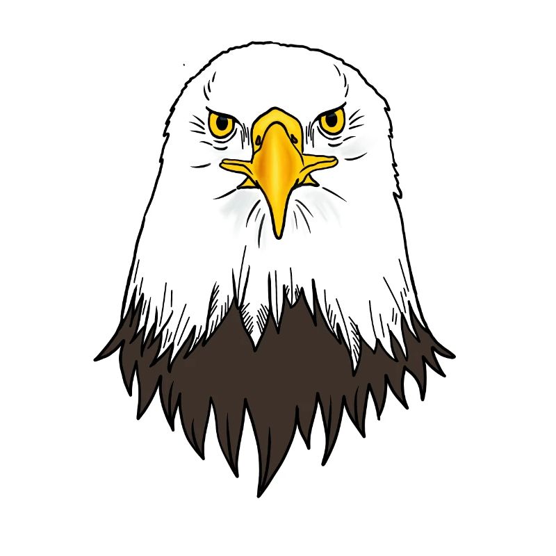 Bald Eagle Head