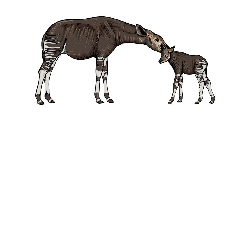 Okapi I forest giraffe from the rainforest for