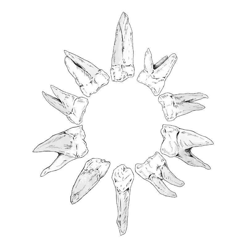 Teeth