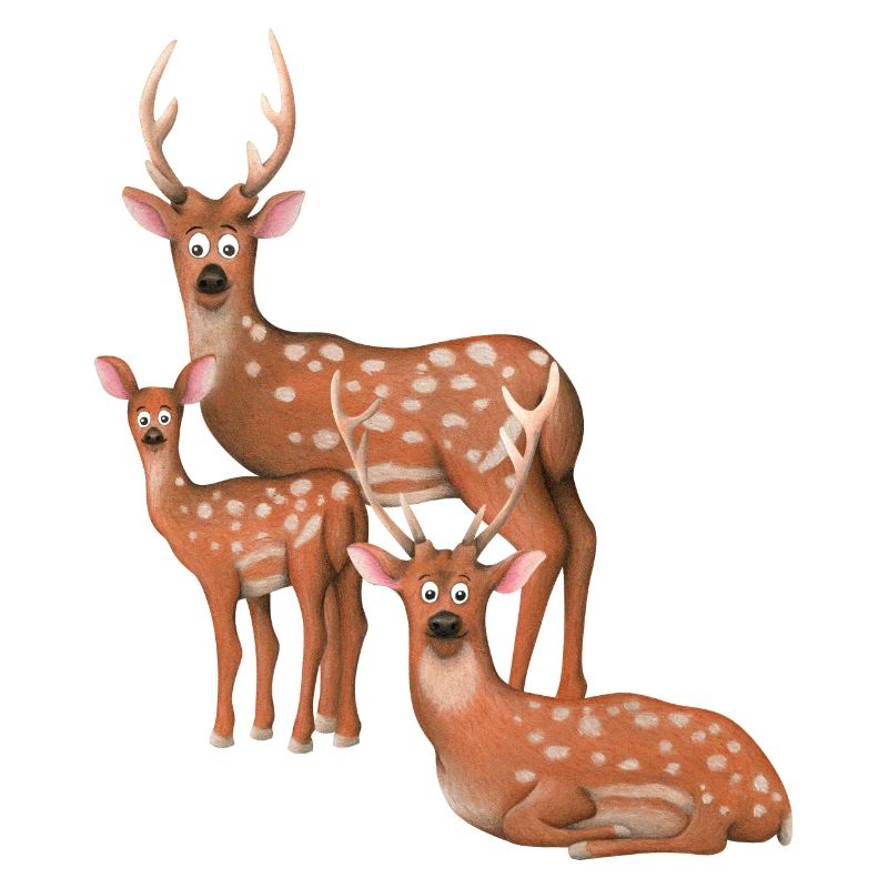 Axis deer family