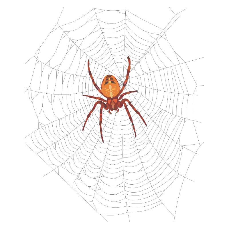 Spinne am Netz