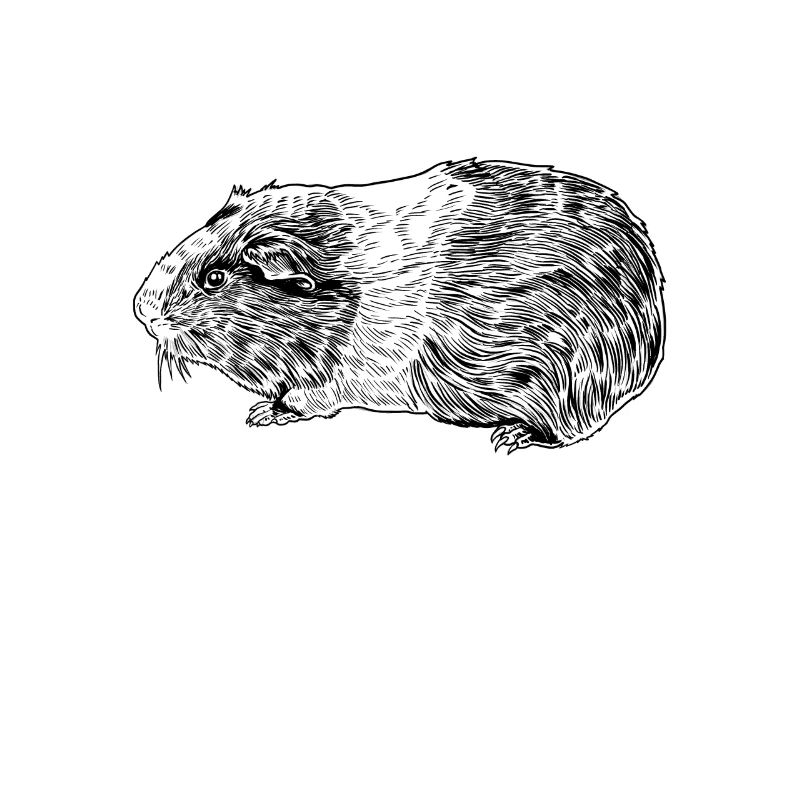 Dessin au trait d’un cochon d’Inde