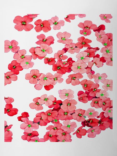 Fleurs rouges