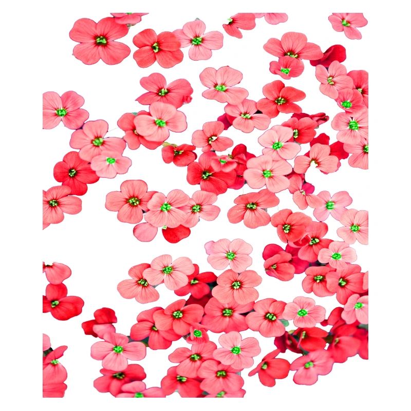 Fleurs rouges