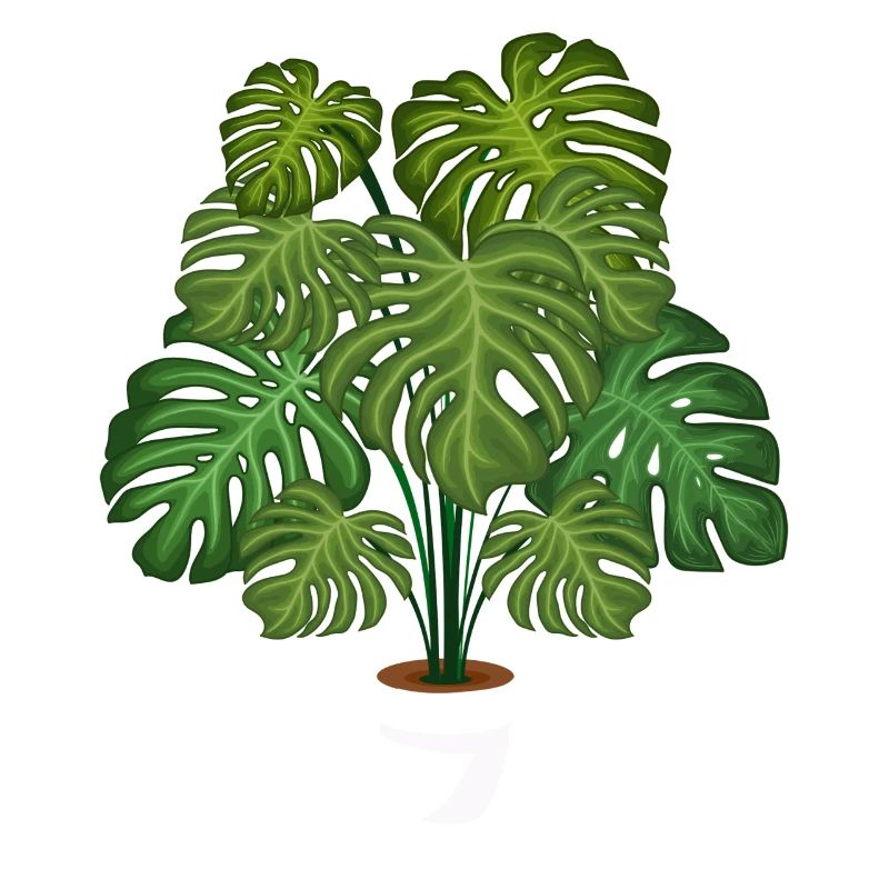 Monstera Deliciosa