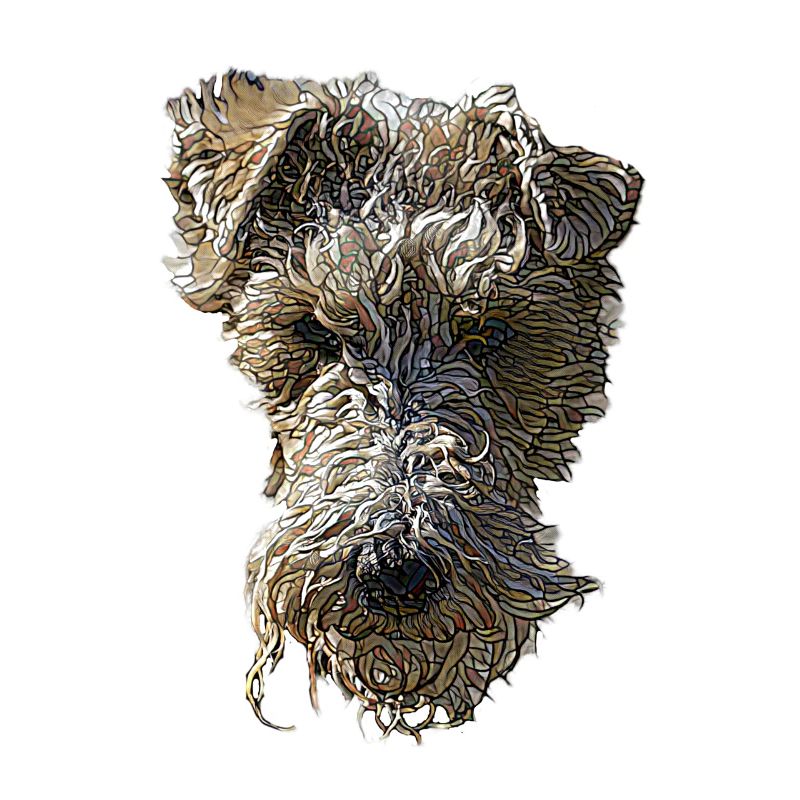 Visage de Fox Terrier