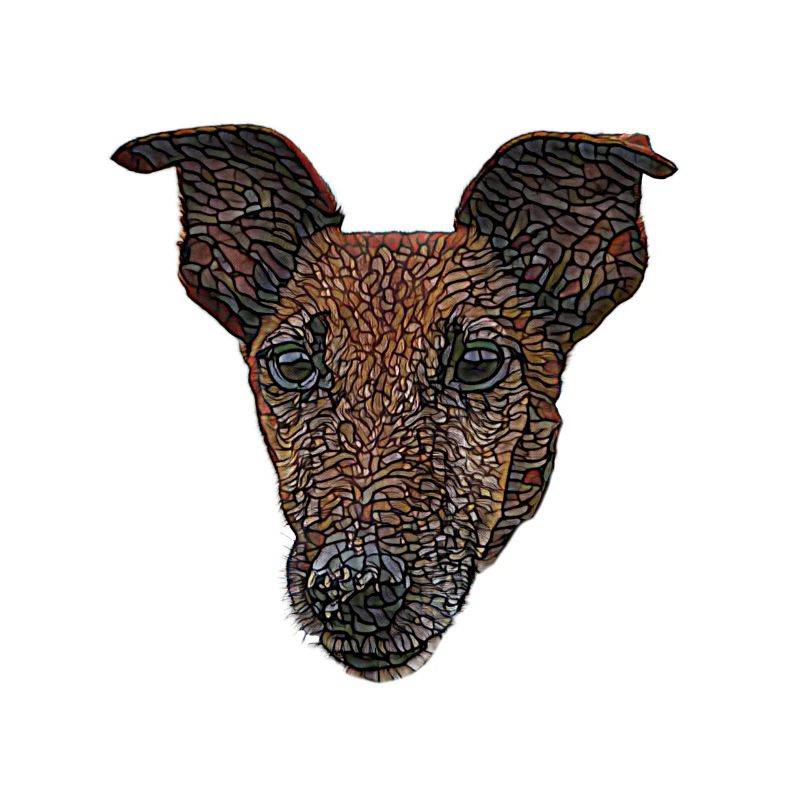Visage lisse de Fox Terrier