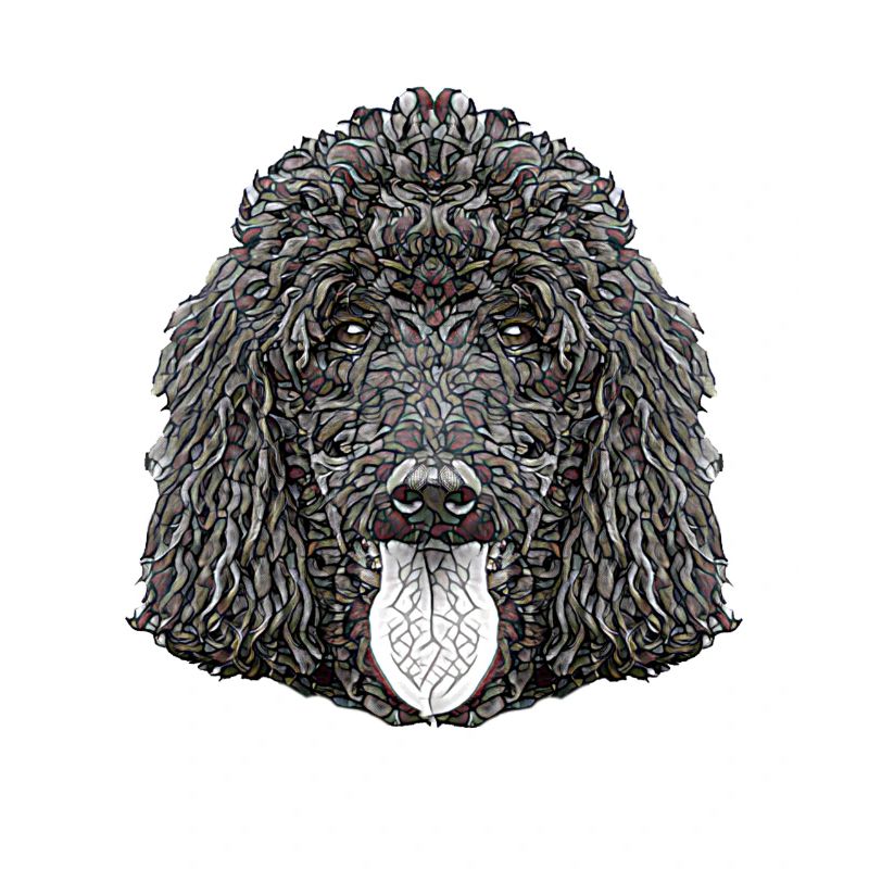 Visage de caniche standard