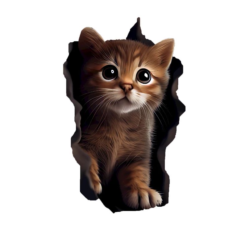 Chat mignon Chaton Craqué Chat Amants Chats Chats
