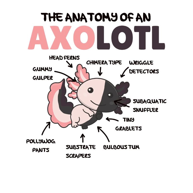 Explication de l’axolotl Anatomie d’un axolotl chimère