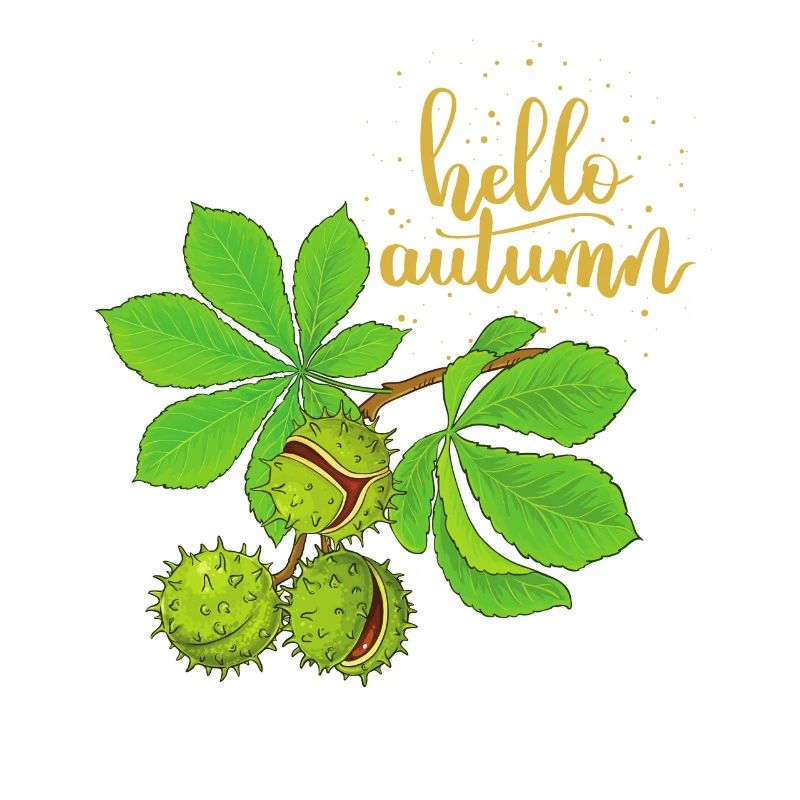 Hello-Automne Saison d’automne Marronnier d’Inde Châtaigne