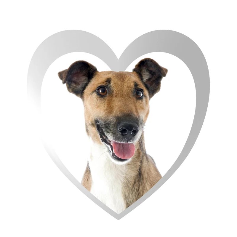 Fox Terrier Heart - I Love Fox Terrier