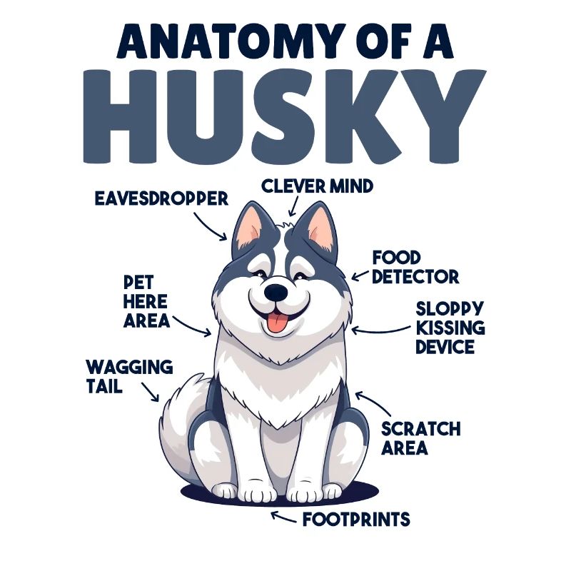 Explication du chien Anatomie d’un Husky