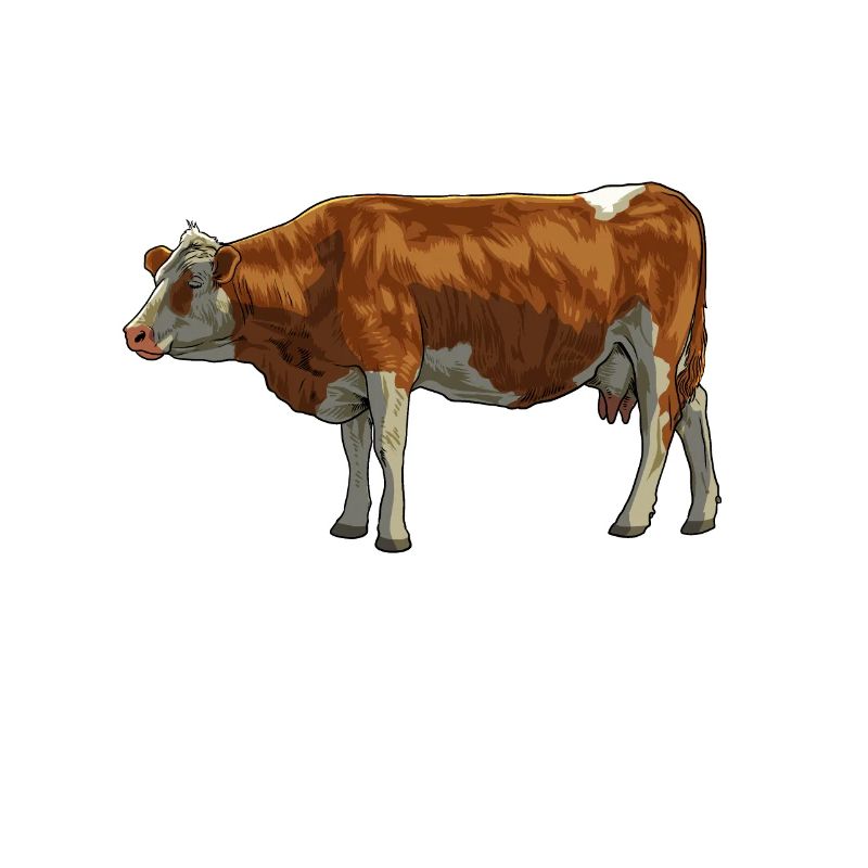 Dessin d’une vache Simmental