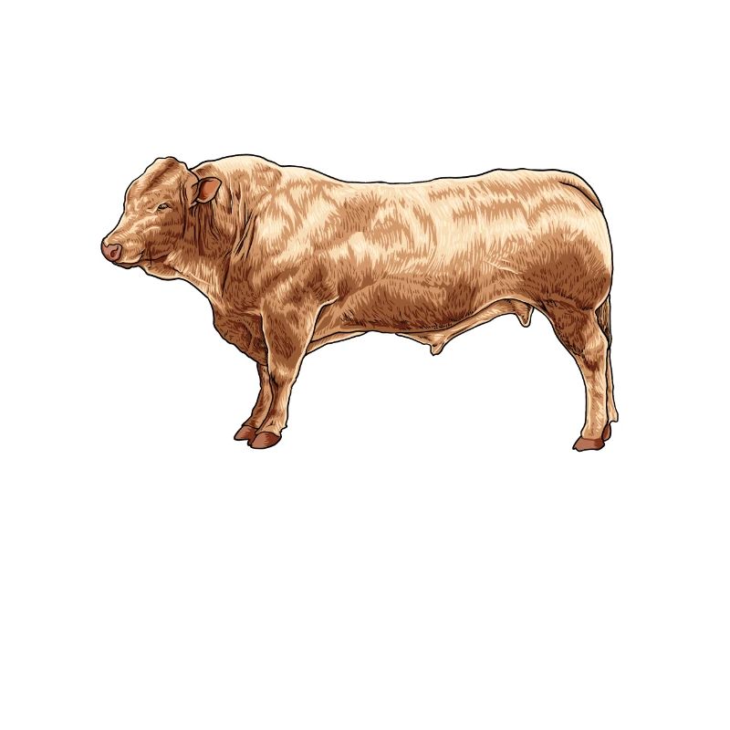 Dessin d’une vache charolaise