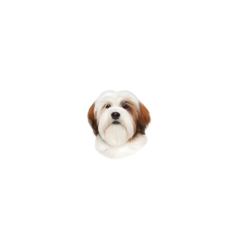 Beware of the mistress, harmless Lhasa Apso