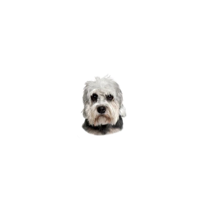 Beware mistress, harmless Dandie Dinmont Terrier