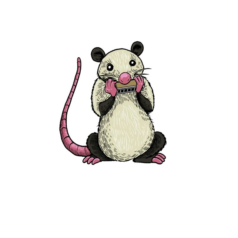 Opossum plays harmonica