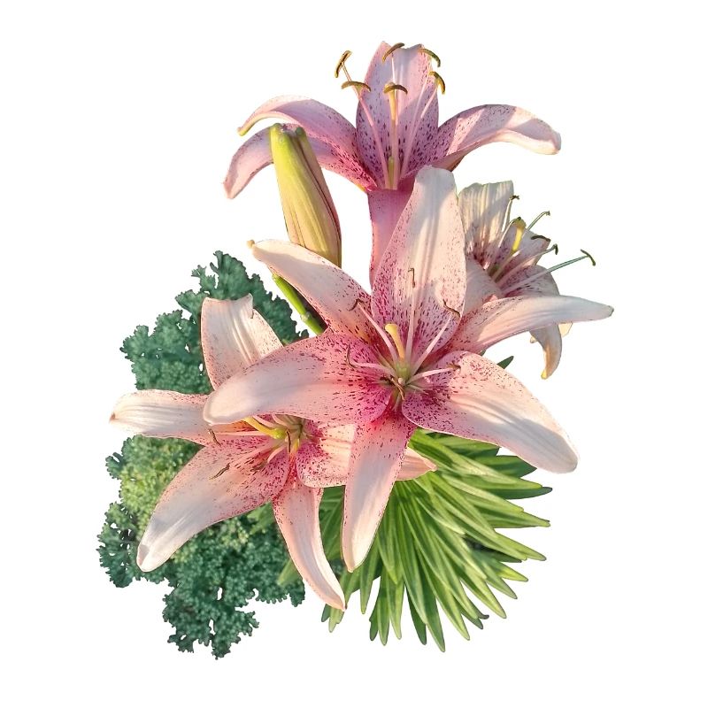 Pink lily
