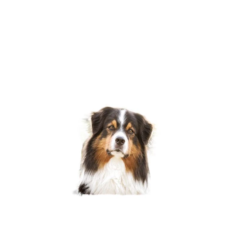 Endlich stolzer Papa - Australian Shepherd