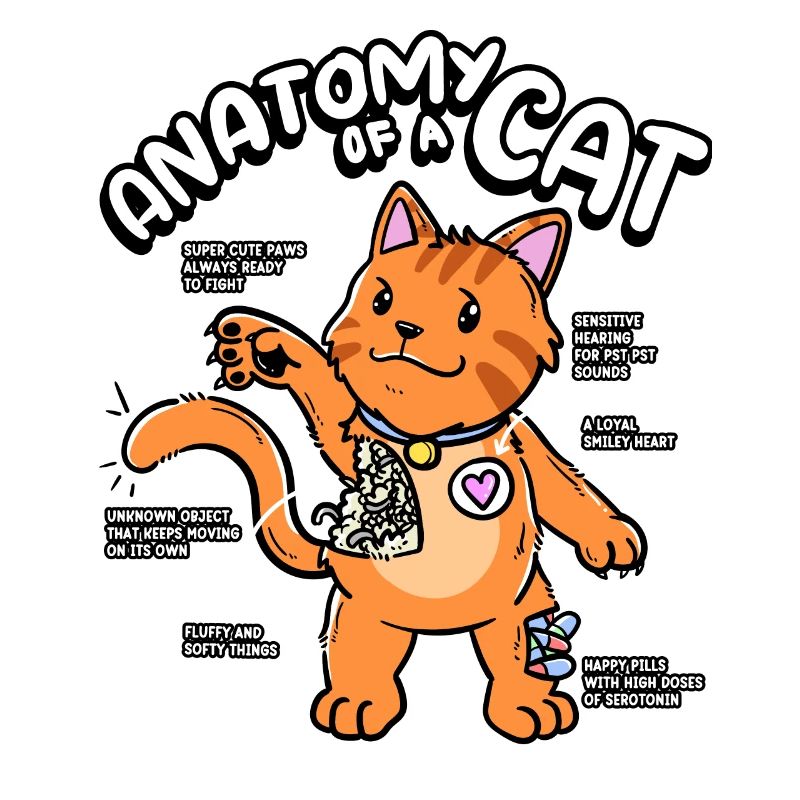Anatomie d’un chat Pattes mignonnes Sérotonine
