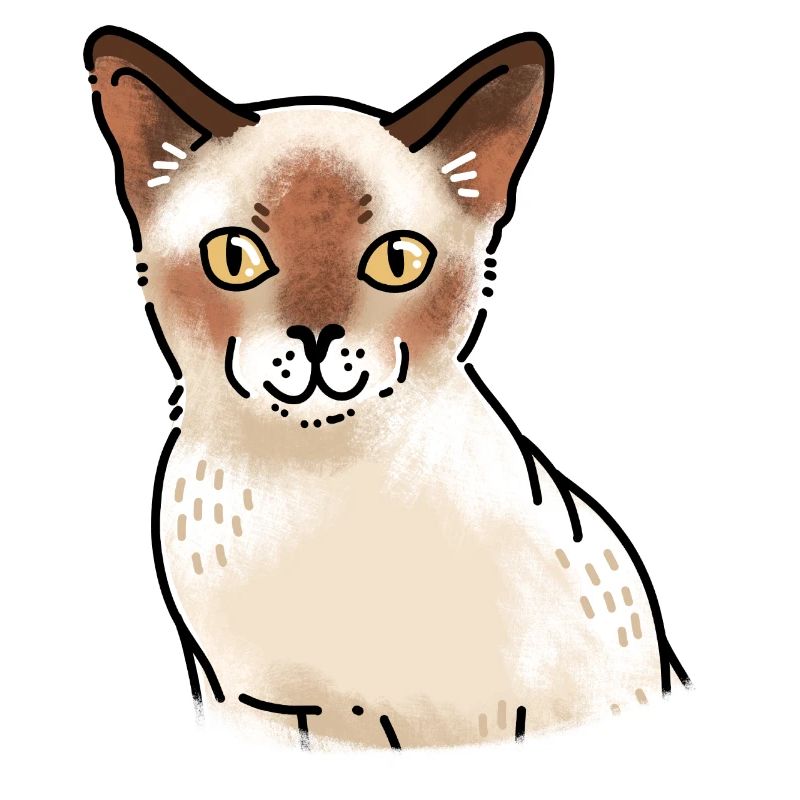 Cure smiling Burmese Cat face