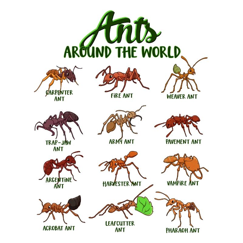 Fourmis du monde - Fourmis