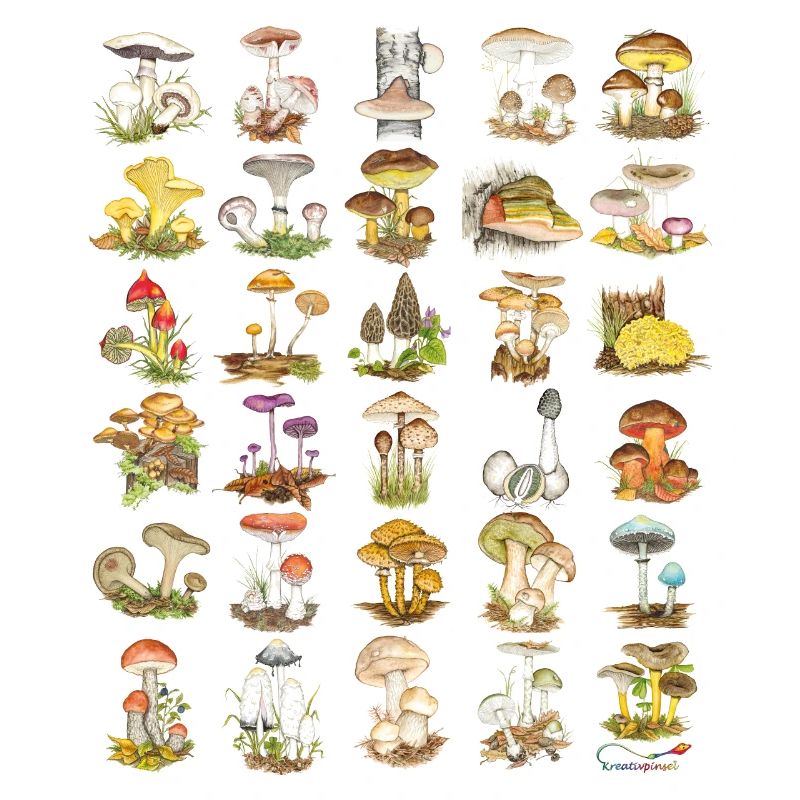 Diversité des champignons