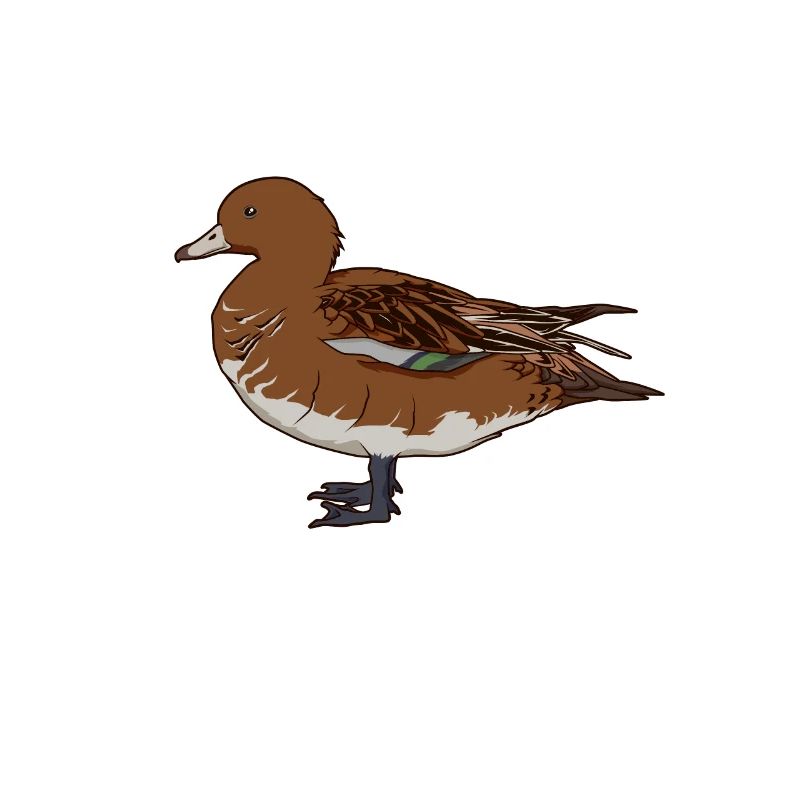 Dessin d’un canard siffleur
