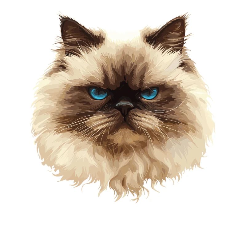Himalayan Cat Colourpoint Katze