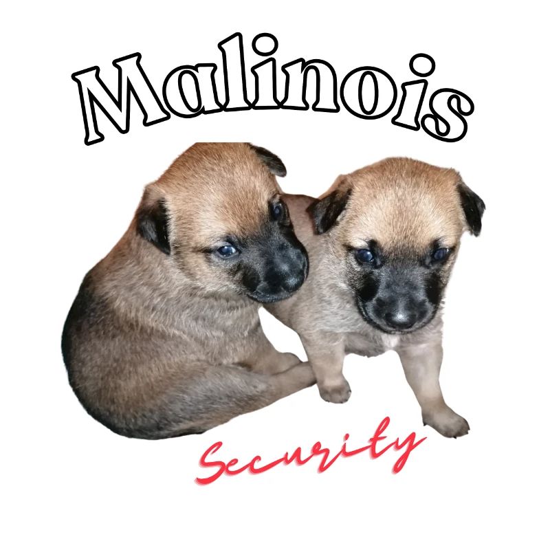 chiots Malinois mignons - Sécurité