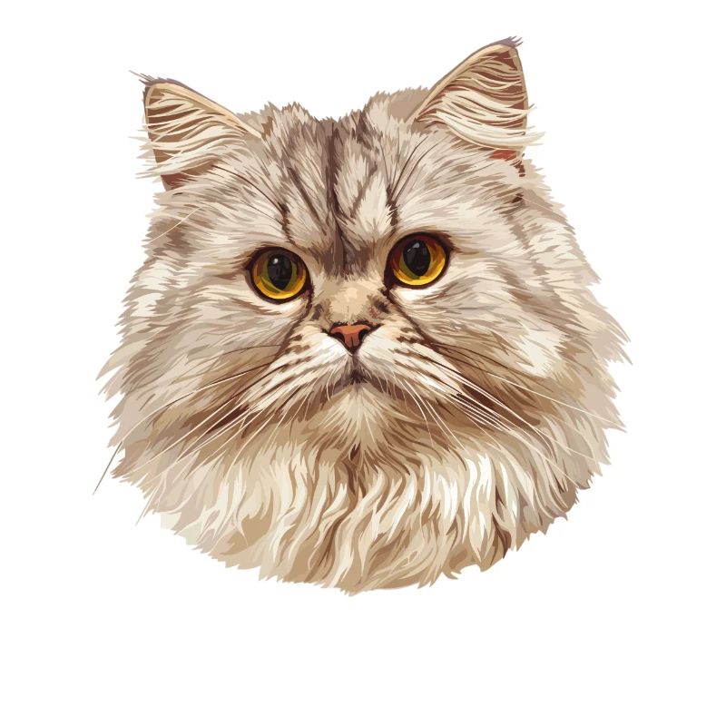 Ragamuffin Chaton Ragamuffin Chat