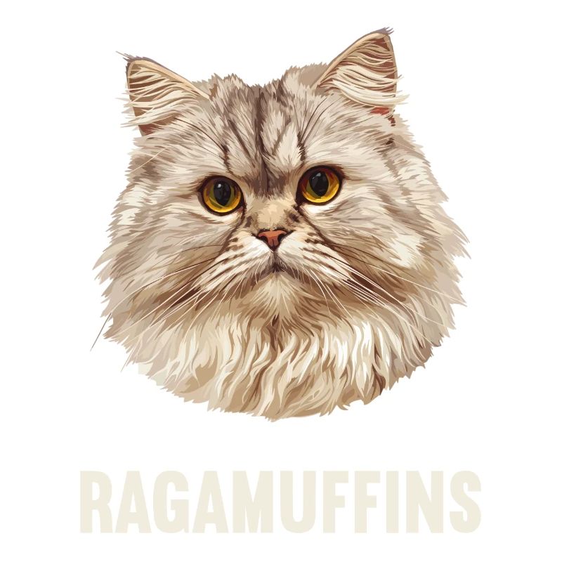 Ragamuffin Chaton Ragamuffin Chat