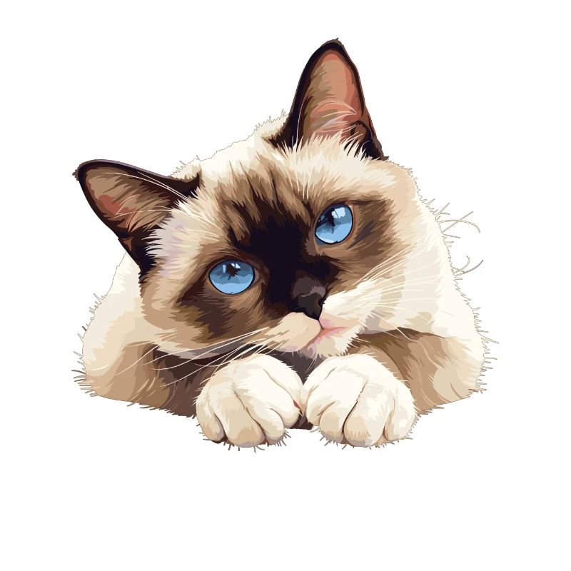 Chaton raquette Chat raquette