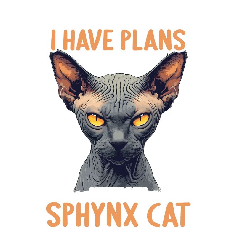 Chaton Sphynx Chat Sphynx