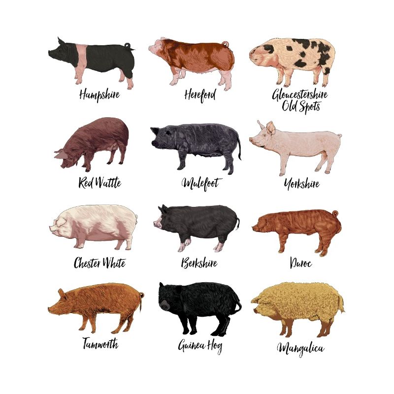 Dessins de cochon - Motif de cochon