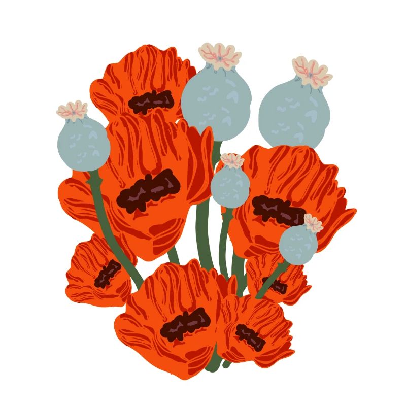 Drôle de coquelicot rouge