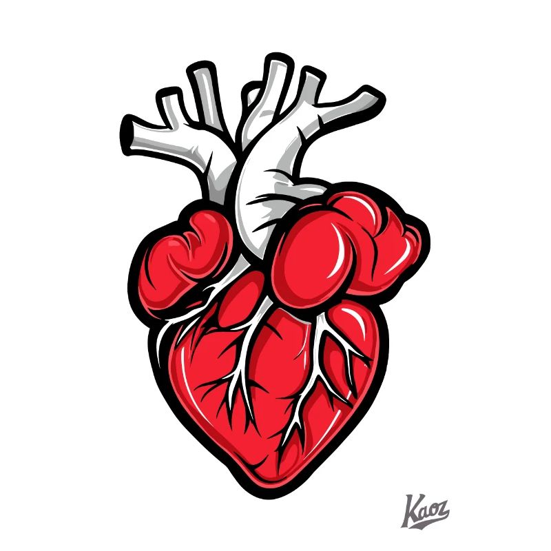 Anatomie Herz
