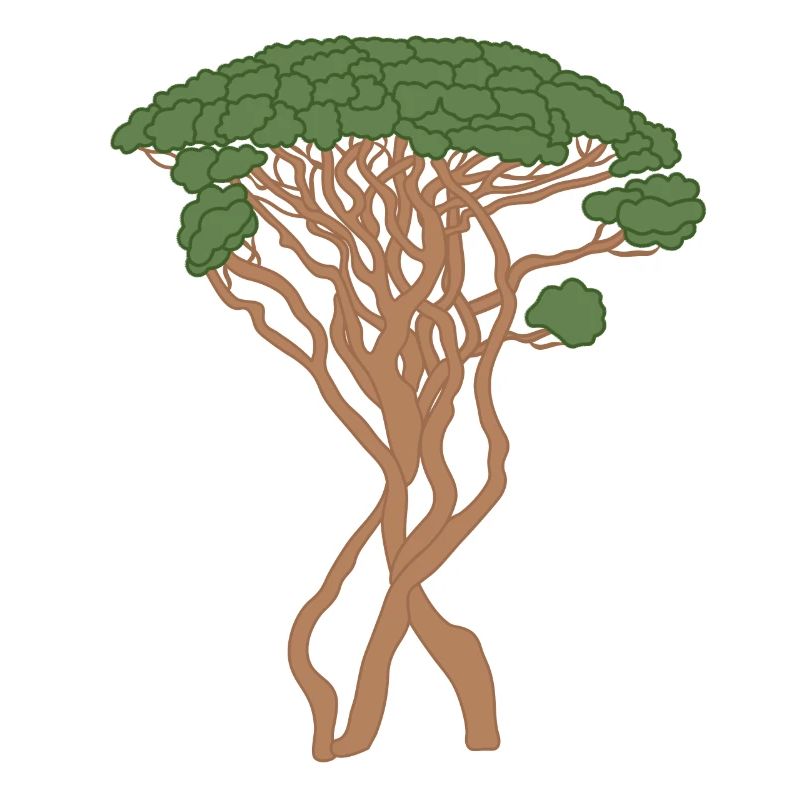 Tree, Capri Pine, Pine, Green, Brown, Conifer