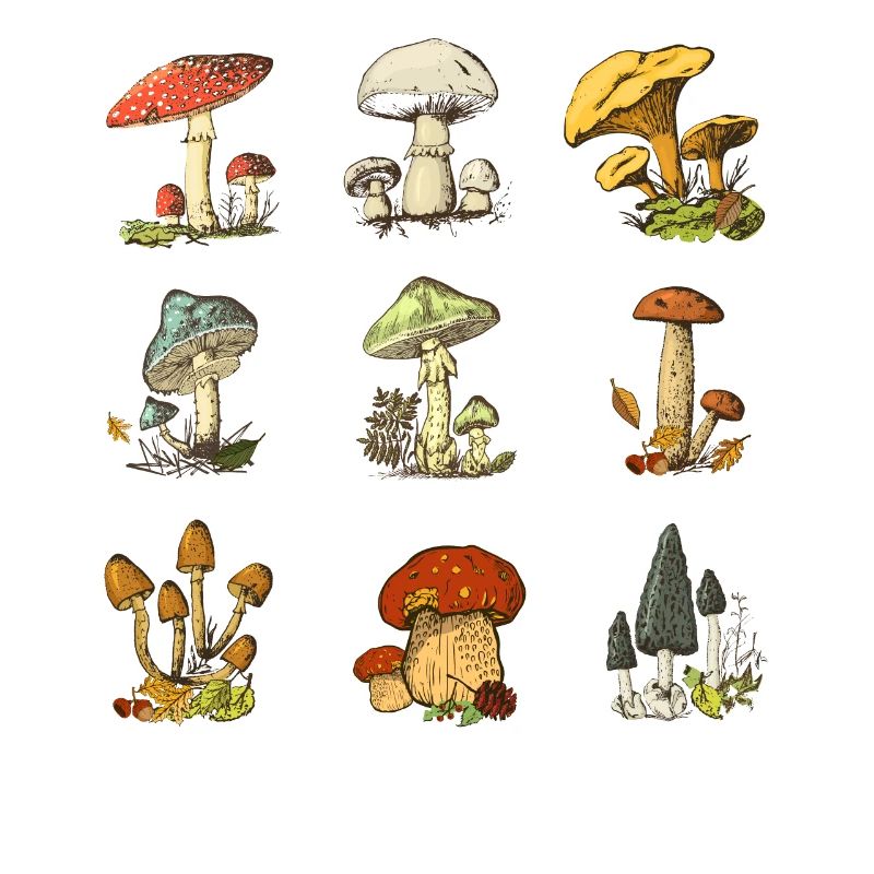 Illustrations de champignons colorés Champignon coloré