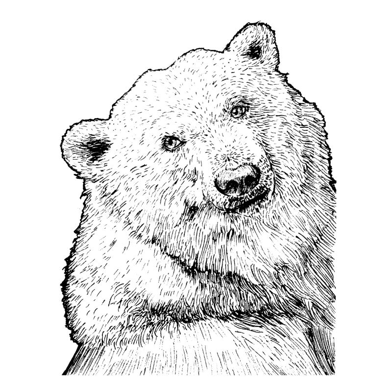 Träumender Eisbär
