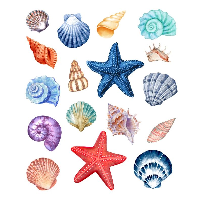 Shell Collection.Colorful Shells from Summer Holidays