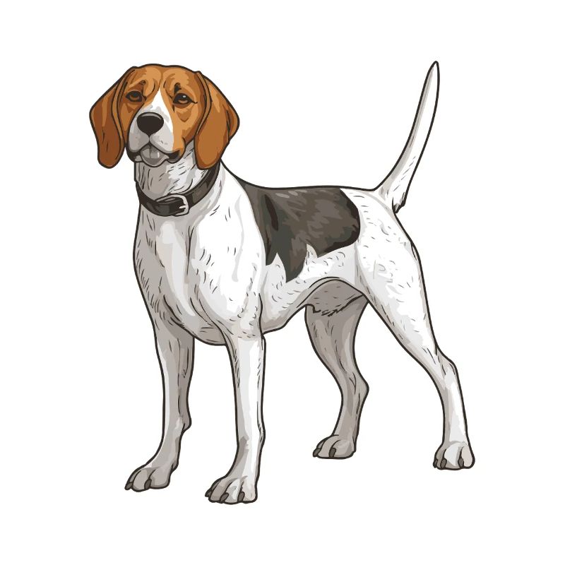Beagle Dog