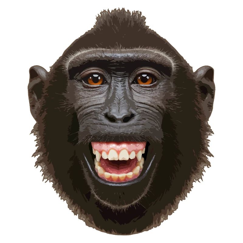 Tête de singe