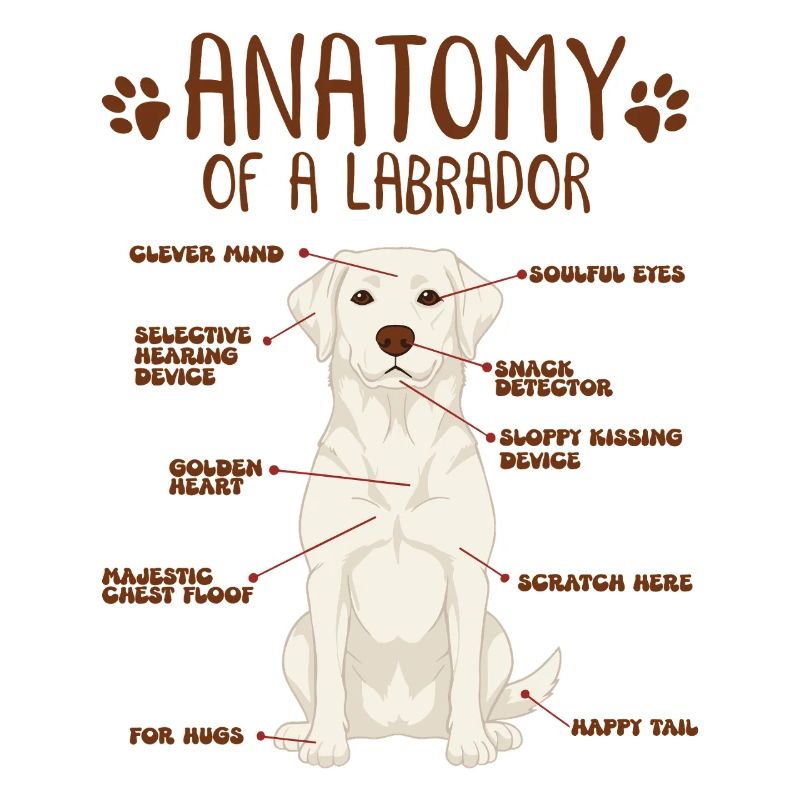 Anatomie eines white Labradors