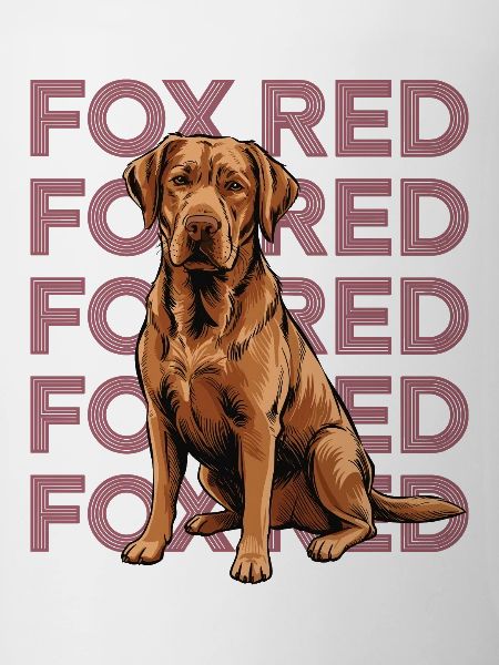 Fox Red Labrador Porträt