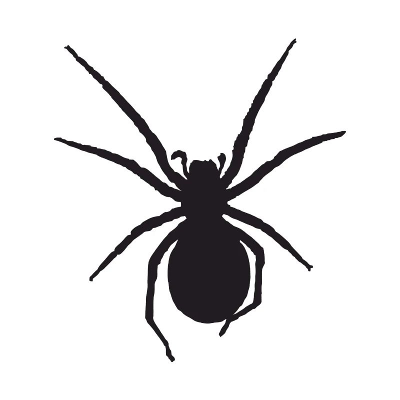 Spinne Nosferatu-Spinne